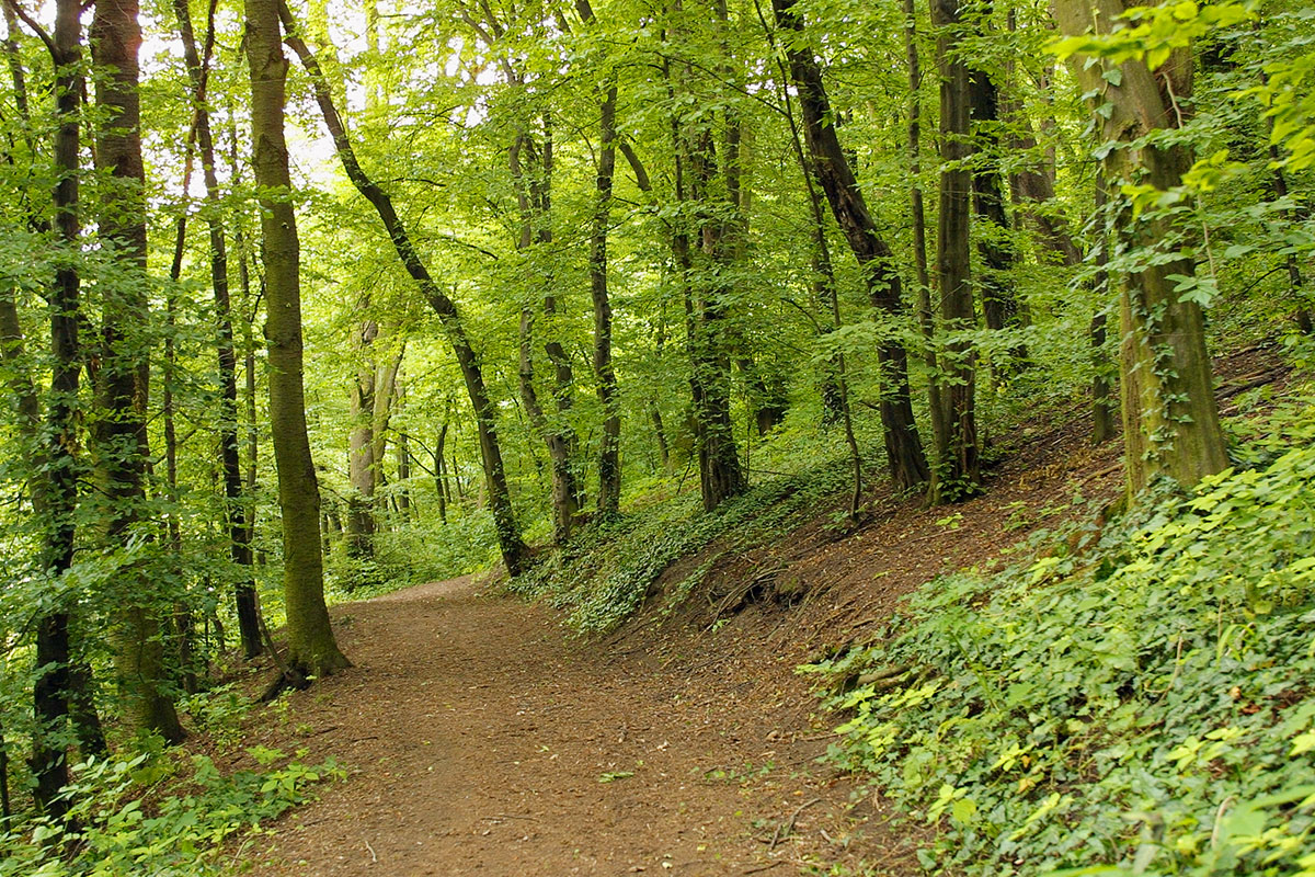 Laubwald mit Waldweg