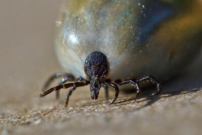 Zecken sind mehr oder weniger kleine Spinnentiere aus der Familie der Milben