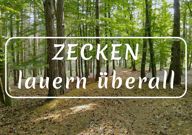 Zecken lauern überall – Schulvideo